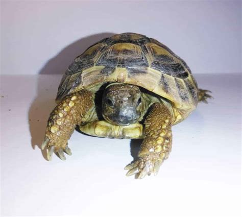 hermann hermes|Caring For Your Hermann’s Tortoise: A Complete Guide.